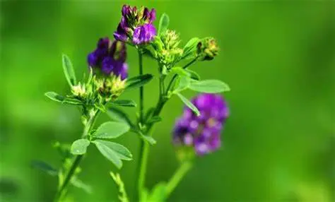 Alfalfa Leaf Extract